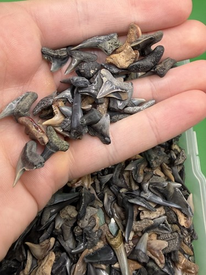 #ad #ad Lot of 20 Fossil Shark Teeth Tiger Mako Hemi Bull Thresher etc. $15.00