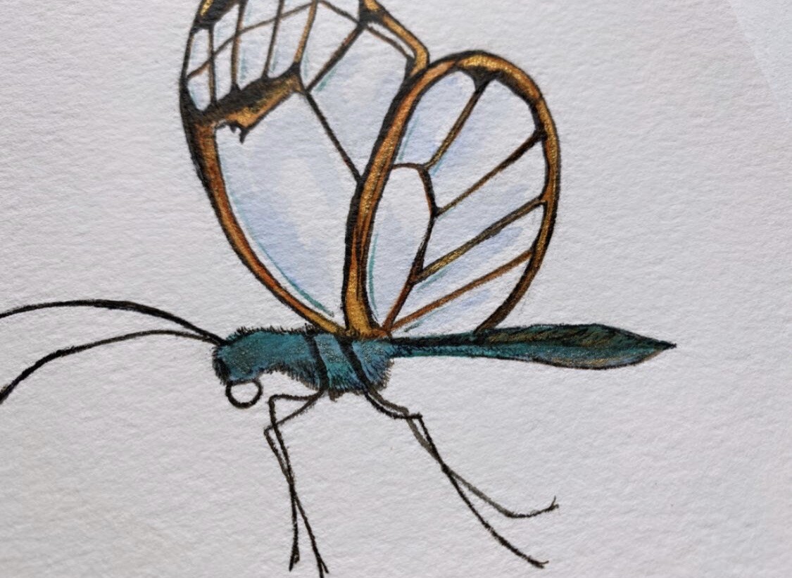 Original Clearwing Butterfly Art Drawing Illustration Watercolor Animal Artwork