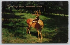 Greetings From Allegan Michigan Buck Deer Velvet Horns Antlers 1954 Postcard