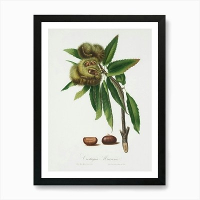 Spanish Chestnut (Castanea Sativa)  Framed Wall Art Poster Canvas Print Picture