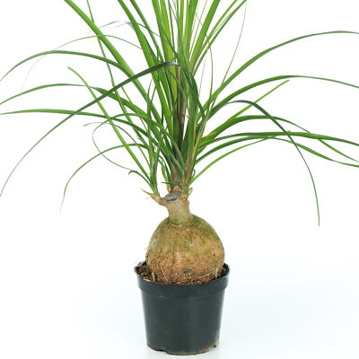Beaucarnea Recurvata Nolina Ball Ponytail Palm Potted Home or Office Plant  | eBay