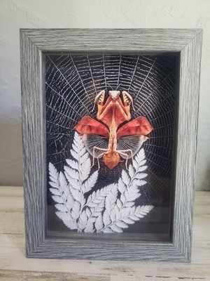 Dead leaf mantis picture praymantis decor art fern spiderweb web cool goth boho