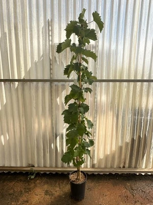 Pianta di uva, vitis vinifera, in vaso. Varietà a scelta. Età 2 anni, 120-150cm
