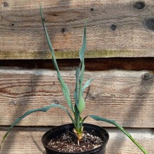 Hybryda Yucca: (pall. x fil/flac) x pall. roślina/łącznie 44/63 cm (nr 90)