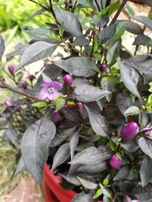 Ornamental pepper - Purple Pixie  (25 Seeds) easy to grow and unique!