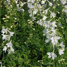 Delphinium Belladonna 'Casablanca' / White Larkspur / Hardy Perennial /