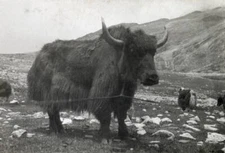 Yak in Sikkim near the Natu La George Mallory Mount Everest Expedi .. Old Photo