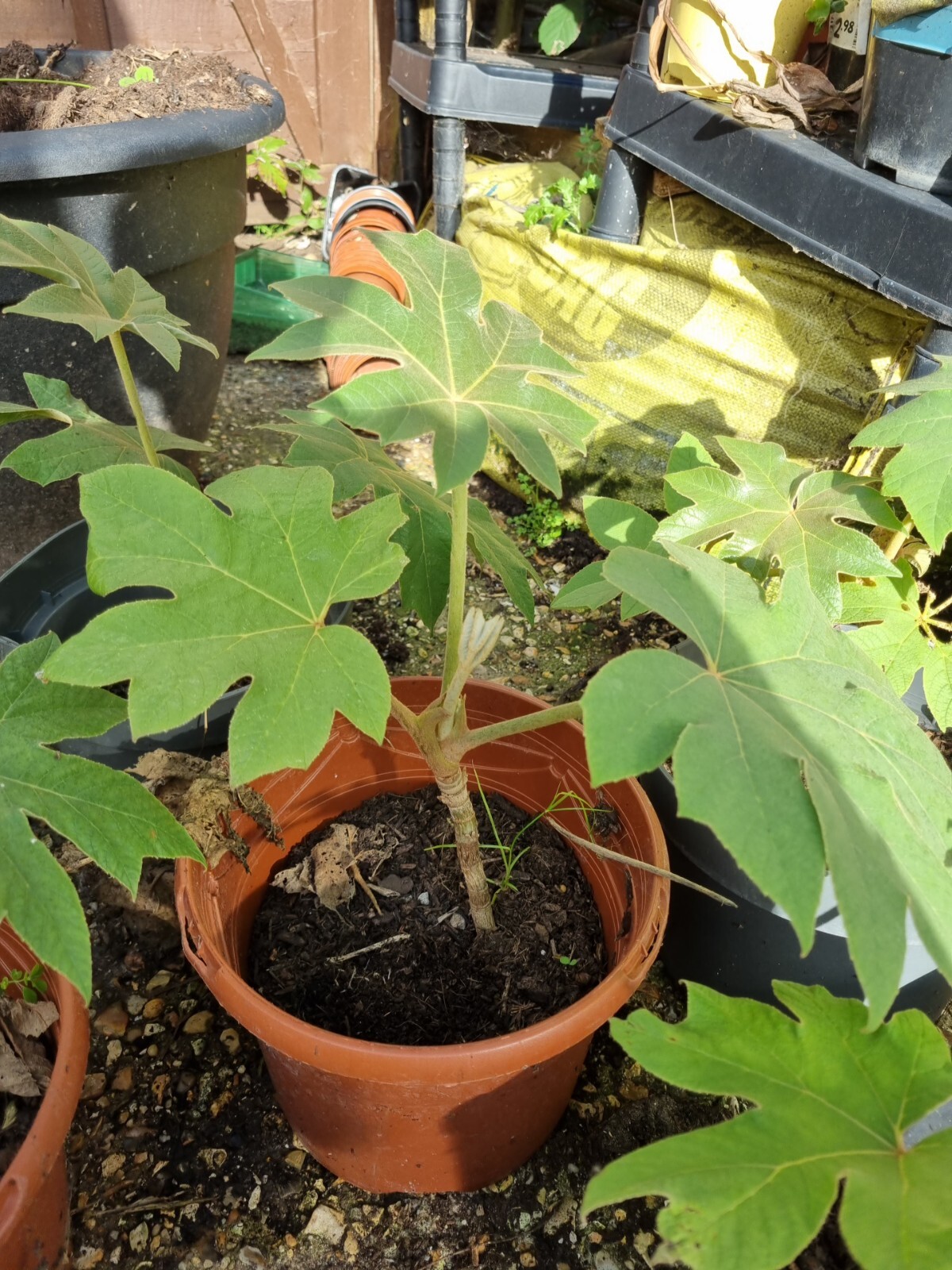 Tetrapanax papyrifer 'Rex' rice-paper plant. L Cash On Colection Only ...