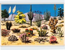 Postcard Cacti And Desert Flora Of The Great Southwest USA