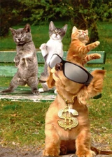 Puppy in Sunglasses with Bling Necklace and Kitten Posse Funny Birthday Card