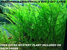 BUY 2 Get 1 FREE Hygrophila Angustifolia Fish Tank Plants Aquarium Plants Easy