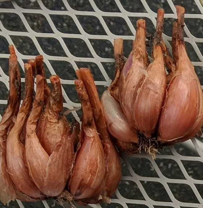 French Grey Shallot