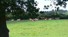 Photo 6x4 Cattle and farmland near Lane Farm Nash End  c2010