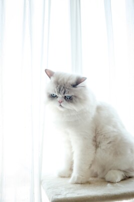 set Beautiful minimal picture white cat JPG image Free Shipping