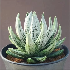 2PCS RareSucculent plants Haworthia emperor potted Plants Home Garden 6-7cm