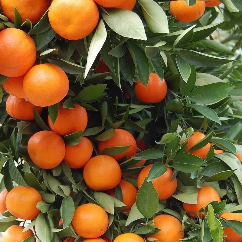 Clémentinier Citrus clementina greffé Volkameriana arbre résistant pour petits jardins
