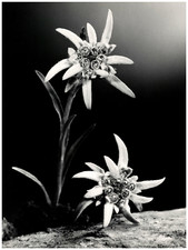 Pierre Tairraz, Chamonix  Tirage argentique  39,5x30  Circa 1960   Tirag