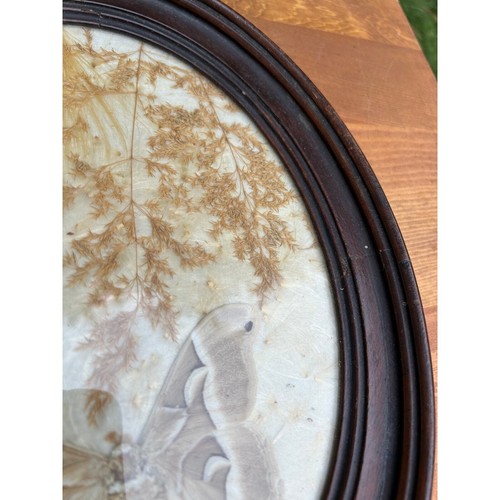 Vintage pressato farfalla e fiore semplice cornice ovale legno vetro a bolle - Foto 11 di 18