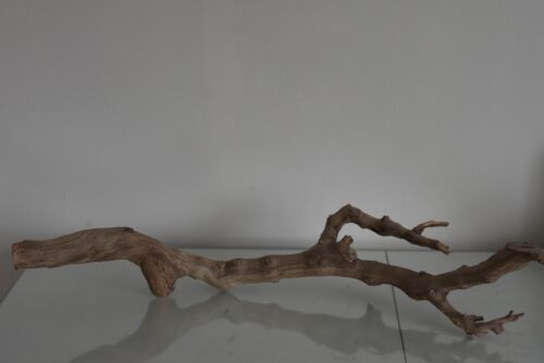Terrario, Exo Terra Foresta Ramo Grande Ca 61 x 30 x 17 CM A Rettile Albero - Foto 2 di 3