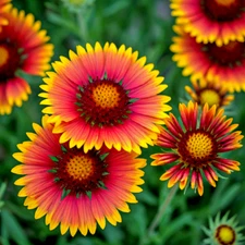 600+ INDIAN BLANKET FLOWER SEEDS | HEIRLOOM NON-GMO 🌻 HUMMINGBIRD FREE SHIPPING