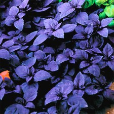 Dark Opal Basil Seeds - GREAT COLOR FLAVOR 25 SEEDS Comb.S/H SEE OUR STORE