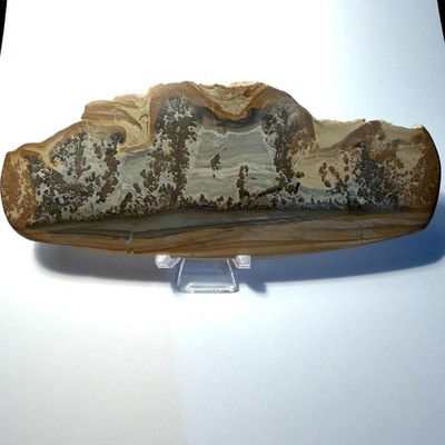 Cotham Marmor, Stromatolith, Landschaftsstein, poliert, obere Trias, CM1