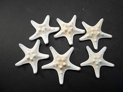 6 White Knobby Starfish 2-3'' Beach Wedding Decor Nautical Crafts Hobby REAL