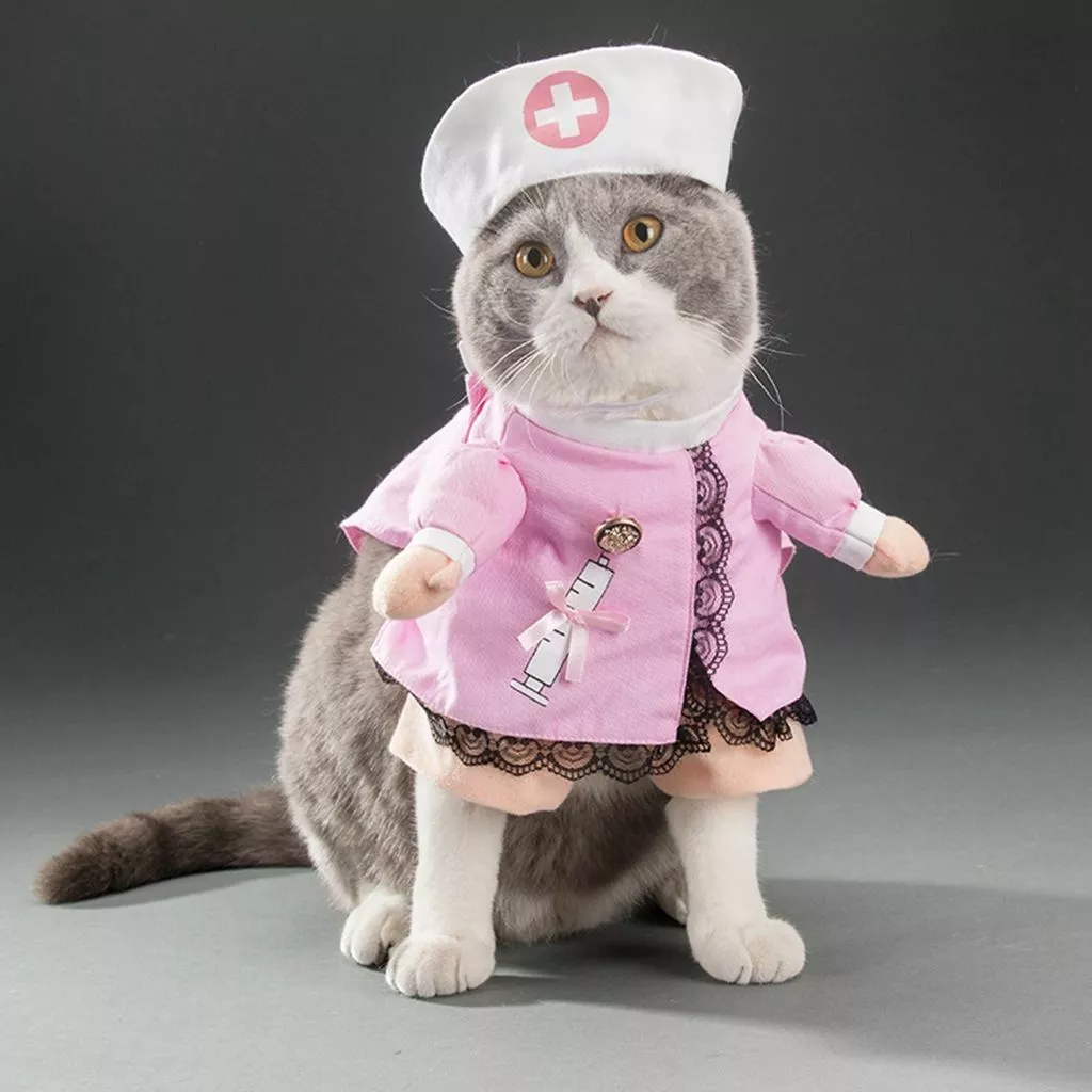 Cat outfit cheap