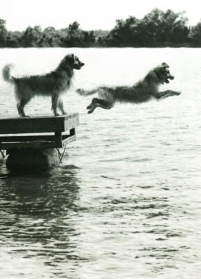 Funny Who Let The Dogs Out Jump In Lake Blank Greeting Card By Avanti
