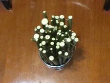 5 Fresh Live Willow Cuttings 6" to 8" Long 1/8"-1/4" Diameter Free Shipping