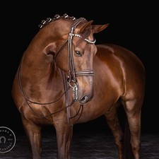 Finesse Cassidy Rolled Double Bridle, Full Size, Brown, BNWT, Reduced by £104