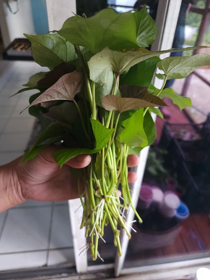 10 Okinawa Purple Sweet Potato Slips -Cuttings - Khoai Lang Tím- Have Roots - Image 2 of 4