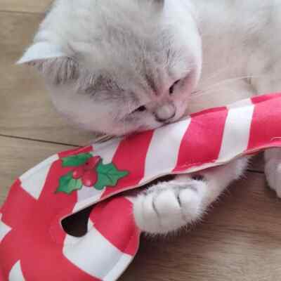 4cats - X-Mas Zuckerstange - Katzenspielzeug (Katzenminze & Silvervine oder Baldrian)