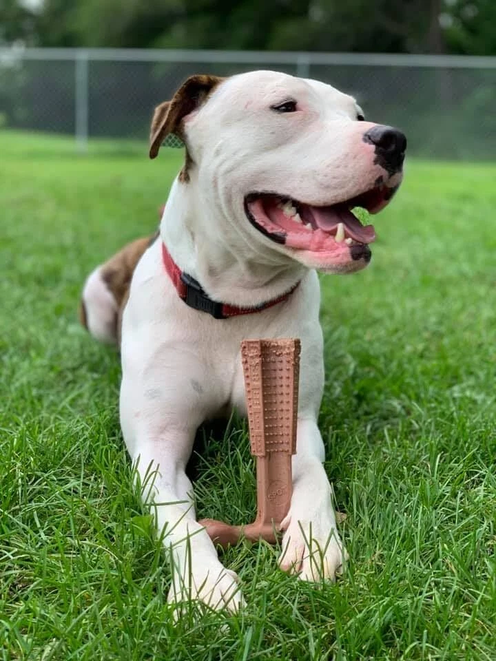 Juguete duradero para masticar perros para masticadores pesados sabor carne de res ecológico nailon bambú Foto 2 de 4