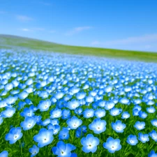 1200+ BABY BLUE EYES SEEDS 💠 HEIRLOOM NATIVE • GROUND COVER • USA FREE SHIPPING