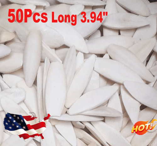 3.94" Large 50X Cuttlebone Cuttlefish Bone Sepia Cuttle Fish Bird Food Calcium - Picture 2 of 12