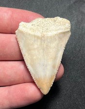 2.10” Big White Great White Fossil Shark Tooth Summerville, SC
