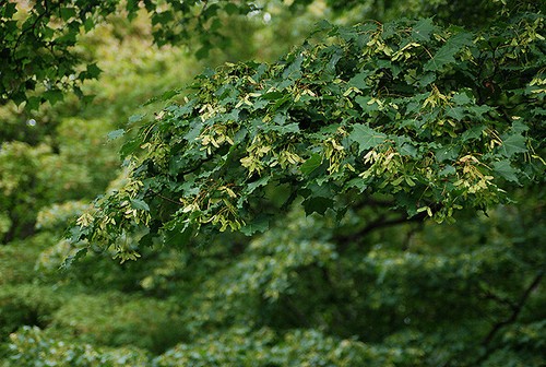 Acero dipinto, Acer truncatum mono (Acer pictum), semi albero (colore autunnale vistoso) - Foto 9 di 12