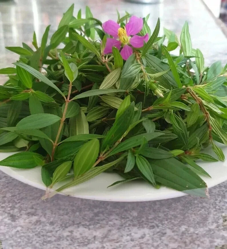 Osbeckia Octandra/Heen Bovitiya Leaves/ Leaf Powder 100% Pure & Organic Herbal
