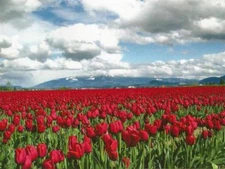 Postcard Washington State Skagit County Red Tulip Fields Foothills MINT Unused
