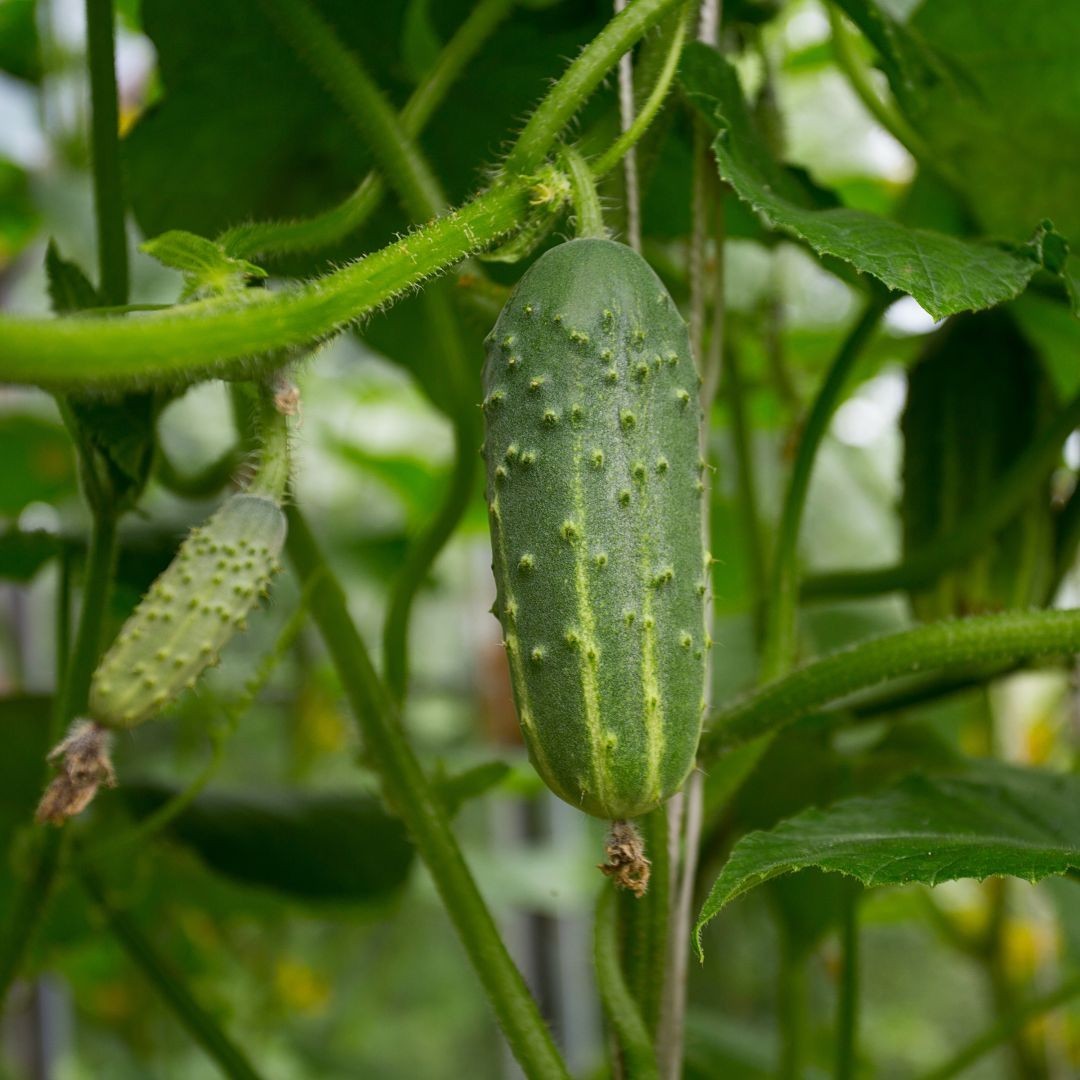 CUCUMBER  SPACEMASTER 80  50 SEEDS