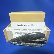Orthoceras Fossil Black Marble with Box and Information Card