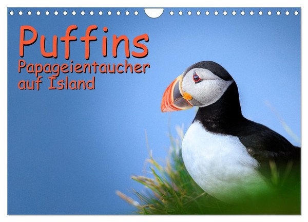 Calendar 2027 · US Version · Puffins - Puffins In Iceland (Wall Calendar 2027 12-image