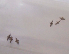 6 HAMILTON 6/0 SIZE BALANCE STAFFS 2327 DR "PIVOT-8" NOS --- BB-859