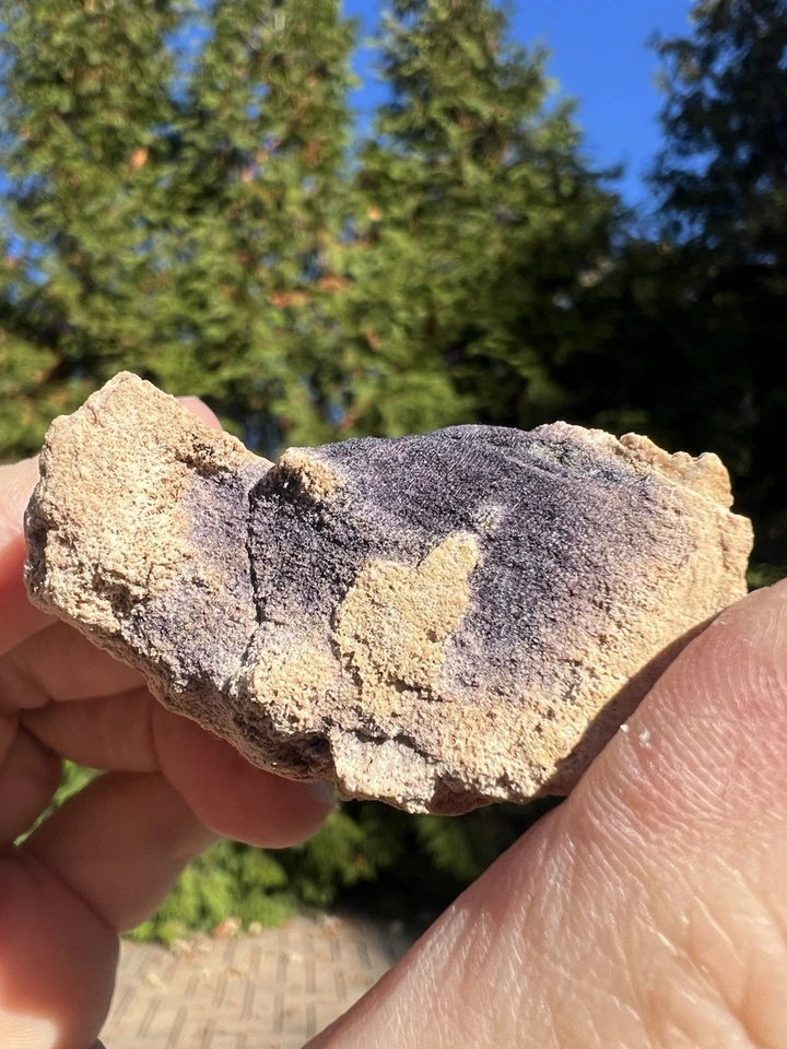 Pseudomorph Petrified Wood W/ Fluorite, Saxony, Germany. 290 Million Years Old - Image 3 of 4