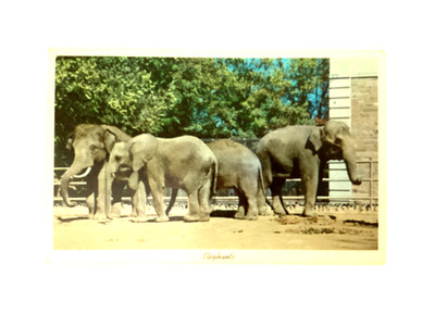 VINTAGE LEECH & LEECH CURTEICHCOLOR 3D NATURAL COLOR POSTCARD ELEPHANTS