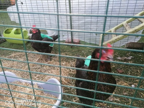 SILLA DE MONTAR DE POLLO IMPERMEABLE | Delantal de pollo | Resistente a espolones | Protección de plumas de gallina - Imagen 10 de 14