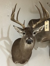 Deer Mount Nice 12 Point Whitetail Buck 137 Taxidermy, lodge decor (3120)