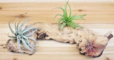 Air plant kit - 3 Plants, Tillandsia on Large Mopani wood, Glue