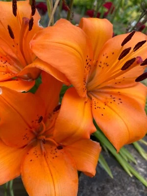 CAMBRIDGE FARMERS OUTLET Five Orange Tiger Lily or Lilium orientalis (Bulbs) Free UK Postage